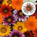 Bild von Gazania P12 New day mix